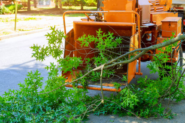 Reliable Lago Vista, TX Tree Service Solutions